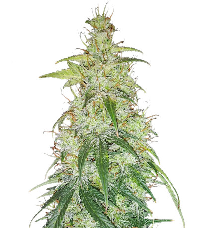 Семена сорта Original Auto Critical fem (FastBuds)