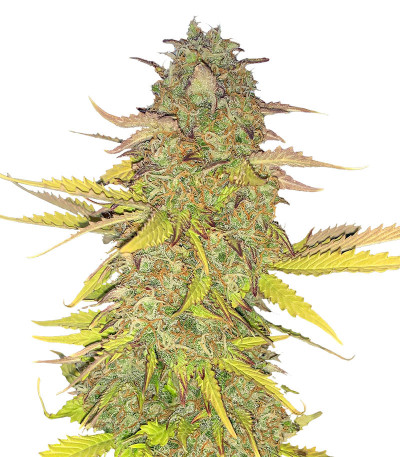 Семена сорта Acid Rain Autoflower (LSD) fem (Easy Grow Seeds)