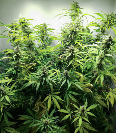 Семена сорта Auto AK-77V fem (Victory Seeds)