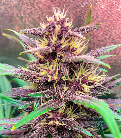 Семена сорта Green Poison Auto fem (Семяныч)