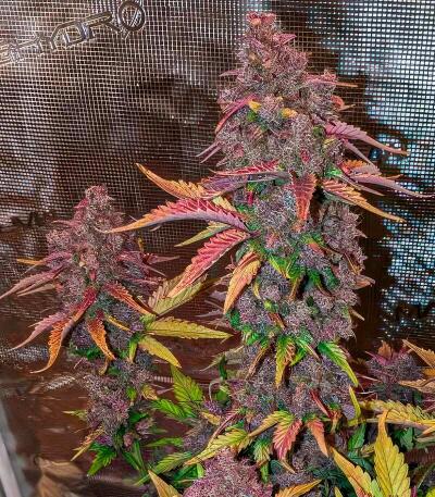 Семена сорта Strawberry Gorilla Auto RF3 fem (FastBuds)
