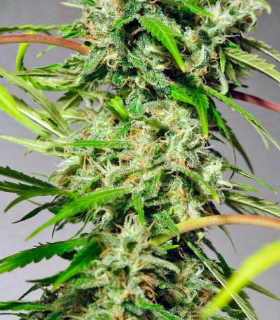 Семена сорта Sweet Tai fem (Sweet Seeds)
