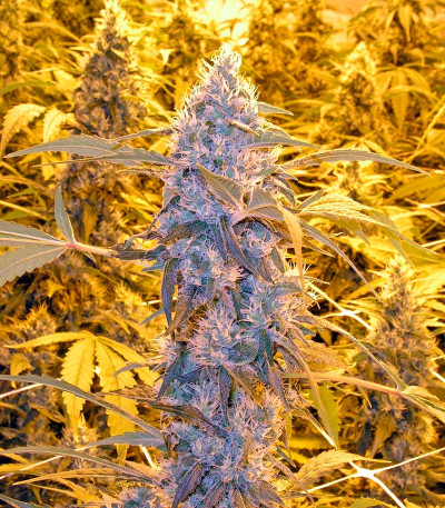 Семена сорта Wonder Woman fem (Nirvana Seeds)