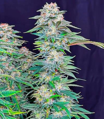 Семена сорта Chemdog Auto fem (Семяныч)