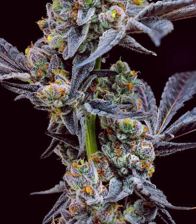 Семена сорта Garlic Cookies fem