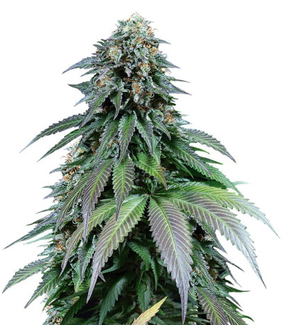 Семена Purple Moby Dick fem соцветия