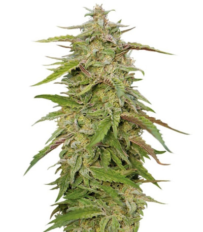 Семена сорта Purple Trainwreck fem