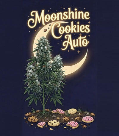 Семена сорта Moonshine Cookies Auto fem (7CH American)