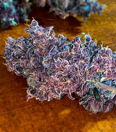 Семена сорта Green Poison Auto fem (Семяныч)