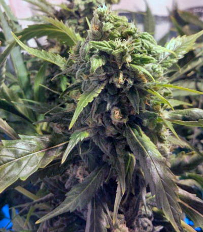 Семена сорта Orange Hill Special fem