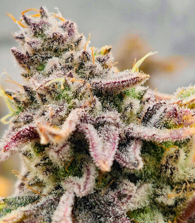 Семена сорта Sticky Sherbert GG fem (Seedkeepers)