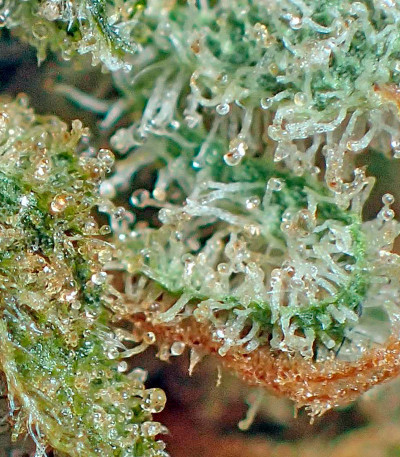 Семена сорта Strawberry Cake fem (Heavyweight Seeds)