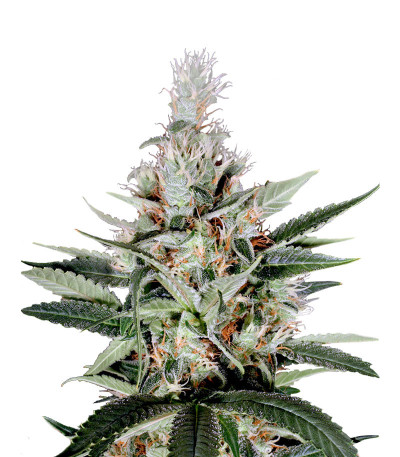 Семена сорта Ortega Indica fem