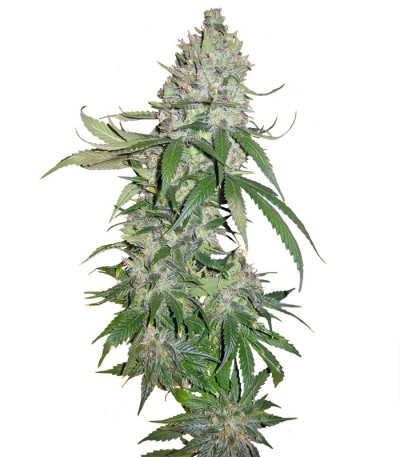 Семена сорта Buddha Quasar fem
