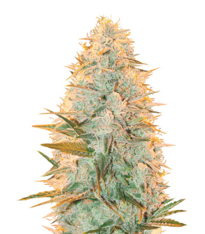 Amnesia Flash fem