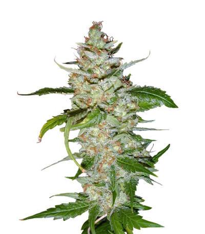 Семена сорта Swiss Cheese fem