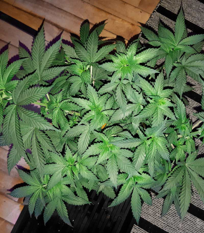 Семена сорта NHL Diesel fem (Victory Seeds)