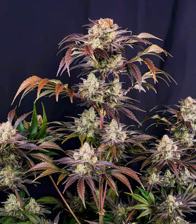 Семена сорта Frostbanger Auto F4 fem (FastBuds)