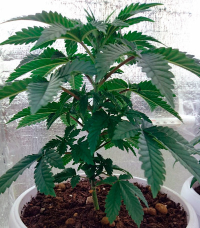 Семена сорта Blue Pyramid fem (Pyramid Seeds)