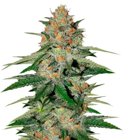 Микс семян конопли Gourmet Collection - Cannabis Winner Strains #2 (Delicious Seeds)
