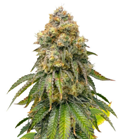 Семена сорта The White Fire OG fem (Seedkeepers)