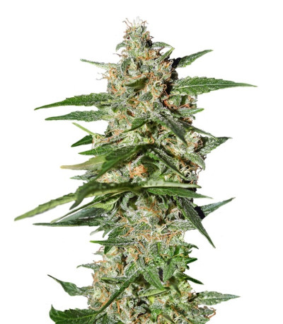 Семена сорта Damnesia Autoflowering fem (Strain Hunters)