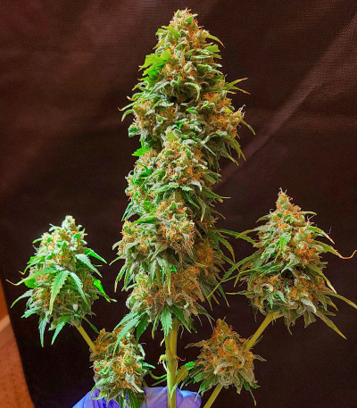 Семена сорта Grandmommy Purple Auto fem (Herbies Seeds)