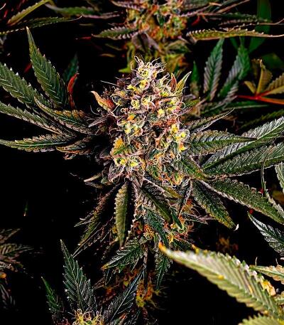 Семена сорта OG Kush Auto fem (Семяныч)