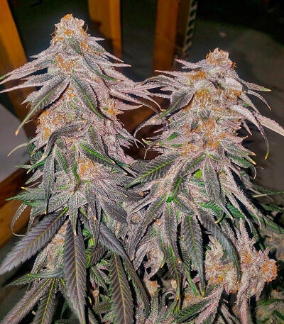 Семена сорта Purple Punch F1 fem (Seedkeepers)