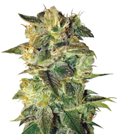 Микс семян конопли Autoflowering Collection 8 (World of Seeds)