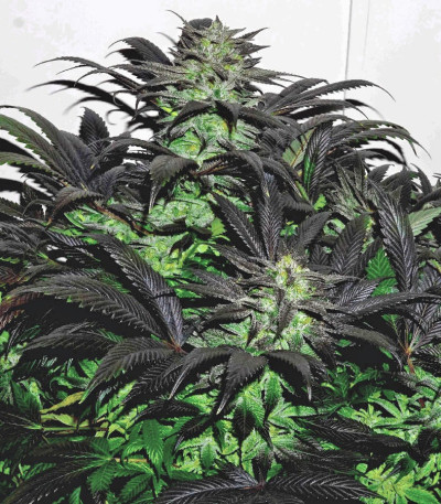 Семена сорта Bubba Island Kush fem (Dutch Passion)