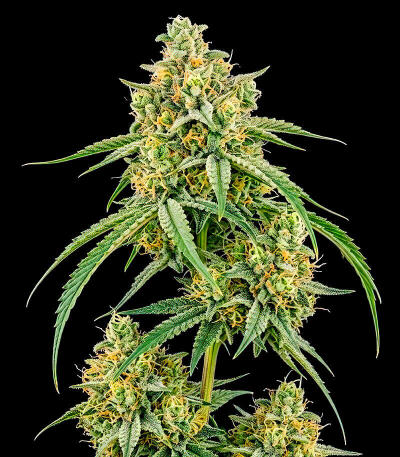 Семена сорта Durban Poison Auto fem (Семяныч)