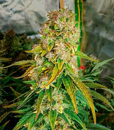 Семена сорта Durban Poison Auto fem (Семяныч)