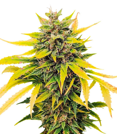 Микс семян конопли Easy Grow Auto Mix fem (Семяныч)