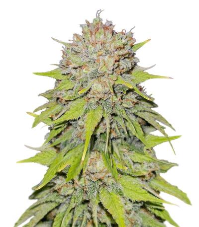 Семена сорта Gagarin Haze fem (Семяныч)