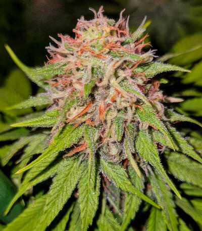 Семена сорта Gagarin Haze fem (Семяныч)