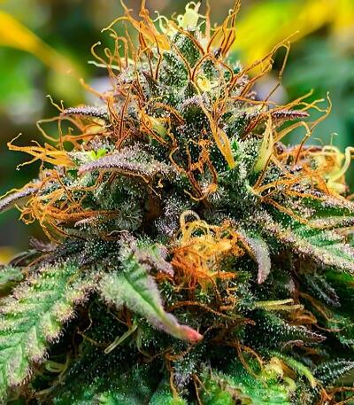 Семена сорта LA Confidential Autoflower fem (Семяныч)