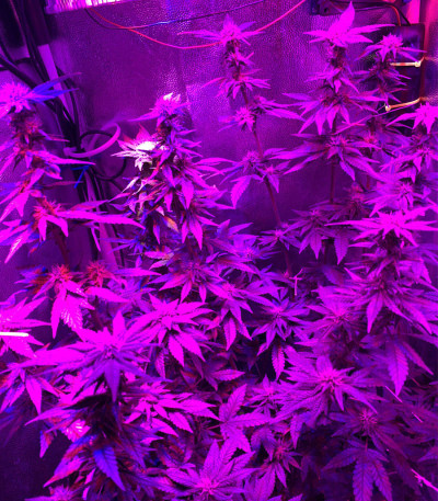 Семена сорта Afghan Kush fem (Семяныч)