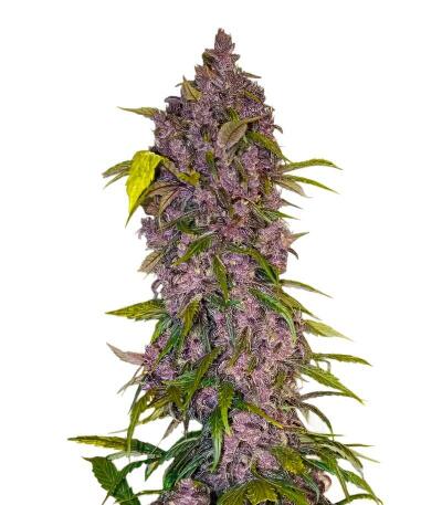 Семена сорта Green Poison Auto fem (Семяныч)