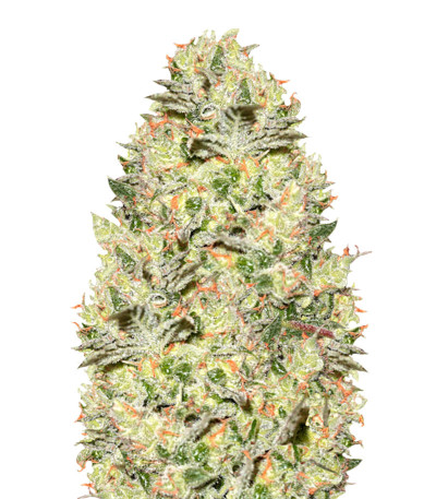 True Gold OG fem Anesia Seeds