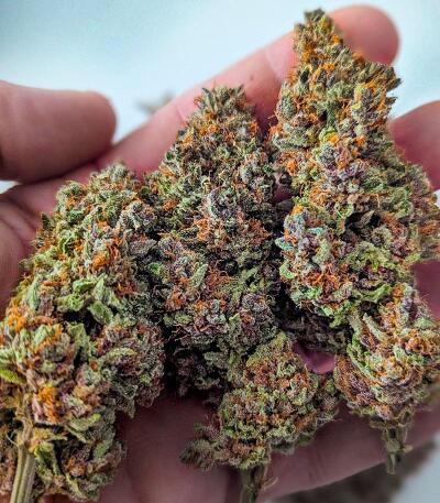 Семена сорта 10TH Planet R1 fem (Ethos Genetics)