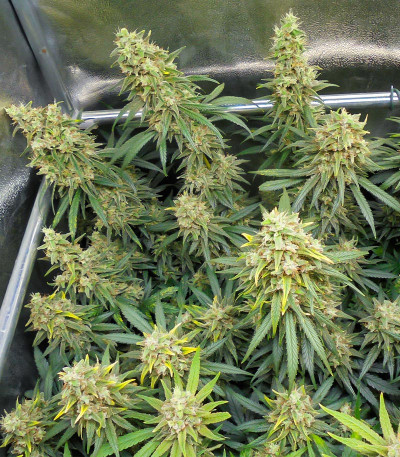 Семена сорта Dozy Whale fem (AlphaFem Seeds)