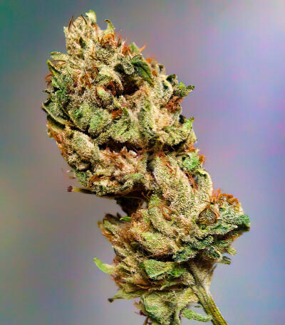 Семена сорта LA Confidential Autoflower fem (Семяныч)