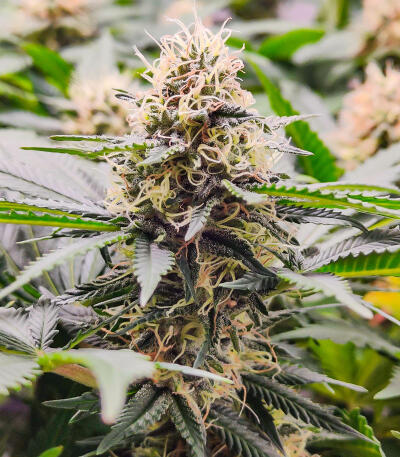 Семена сорта Candy Kush Fast Version fem (Easy Grow Seeds)