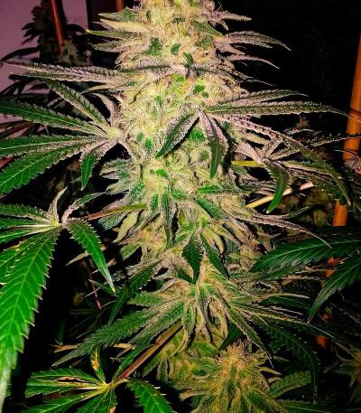 Семена сорта LA Confidential Autoflower fem (Семяныч)