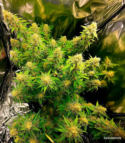 Семена сорта Dos-Vi-Dos Auto fem (Семяныч)