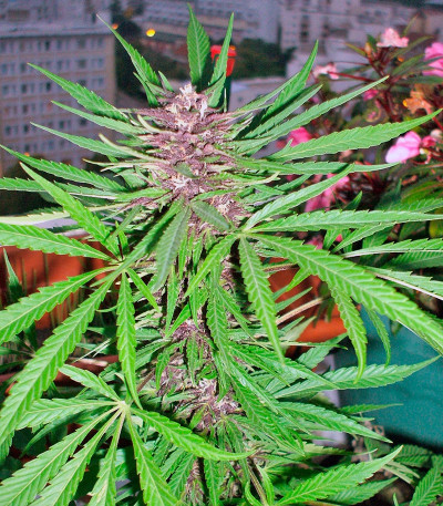 Семена сорта Purple #1 fem (Dutch Passion)