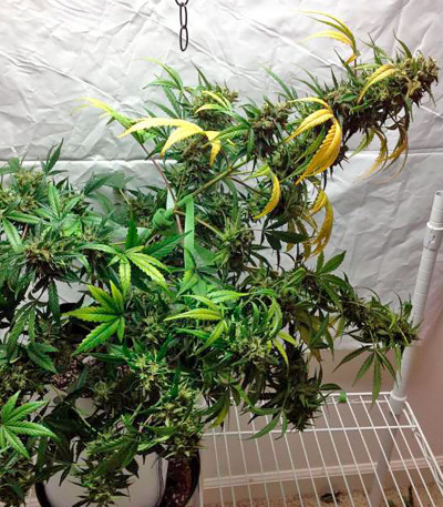 Семена каннабиса Blue Amnesia XXL Autoflowering