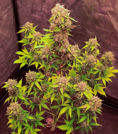 Семена сорта Jet Fuel Mandarine XL Auto fem (Sweet Seeds)
