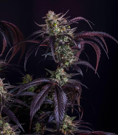 Семена сорта Strawberry Gorilla Auto RF3 fem (FastBuds)